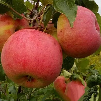 Яблоня БОЛОТОВСКОЕ в Тамбове