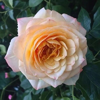 Саженцы роз АБЕЙ ДЕ СЕНТ-АМАН шраб  Саженцы роз АБЕЙ ДЕ СЕНТ-АМАН шраб в Тамбове