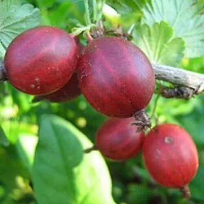 Крыжовник ЩЕДРЫЙ  Крыжовник ЩЕДРЫЙ в Тамбове