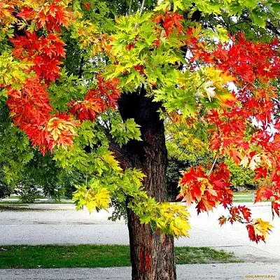 Клен Клен в Тамбове