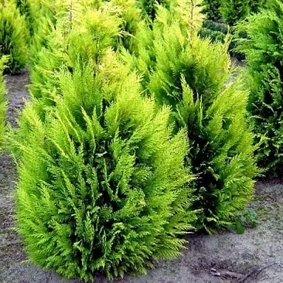 Кипарисовик ИВОНЕ лавсана  Кипарисовик ИВОНЕ лавсана в Тамбове