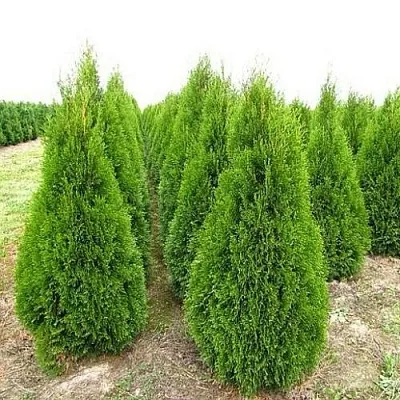 Туя СМАРАГД западная в Тамбове
