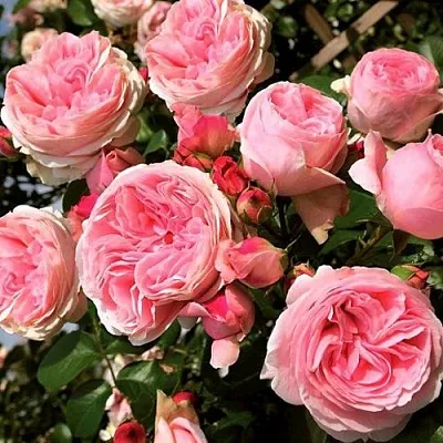 Саженцы роз ДЖАРДИНА плетистая  Саженцы роз ДЖАРДИНА плетистая в Тамбове