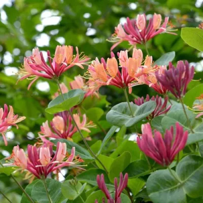 Жимолость ГЕКРОТА в Тамбове