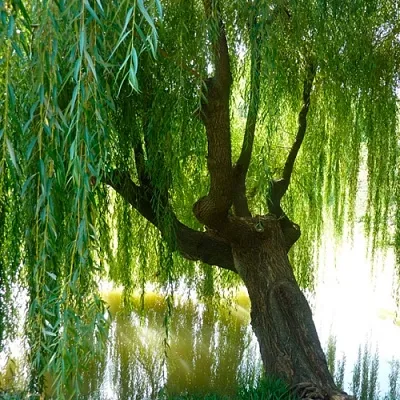 Ива Ива в Тамбове