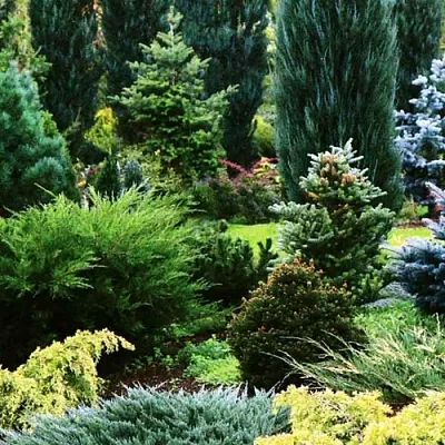 Хвойные растения  Хвойные растения в Тамбове