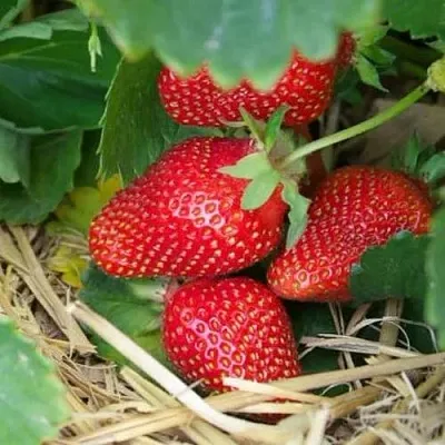 Клубника МОНТЕРЕЙ ремонтантная  Клубника МОНТЕРЕЙ ремонтантная в Тамбове