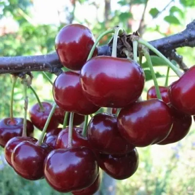 Вишня НОРД СТАР  Вишня НОРД СТАР в Тамбове