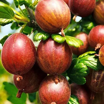 Крыжовник ШЕРШНЕВСКИЙ  Крыжовник ШЕРШНЕВСКИЙ в Тамбове