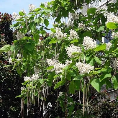 Катальпа Катальпа в Тамбове