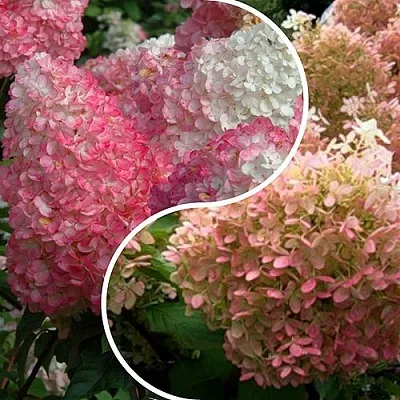 Комплект МАЛИНОВЫЙ ЗАКАТ в Тамбове