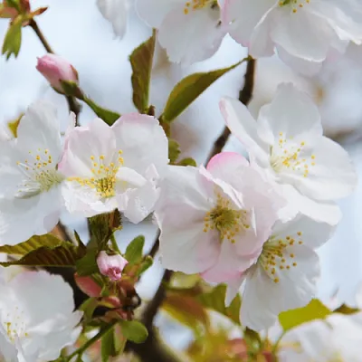 Вишня ОКАМЕ  Вишня ОКАМЕ в Тамбове