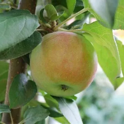 Яблоня ПОДСНЕЖНИК стелющаяся в Тамбове