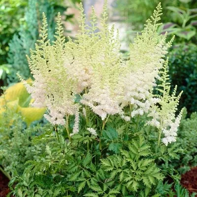 Астильба МИЛК ЭНД ХАНИ китайская в Тамбове