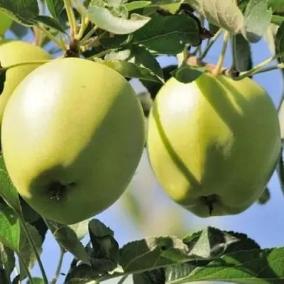 Яблоня САХАРНАЯ в Тамбове