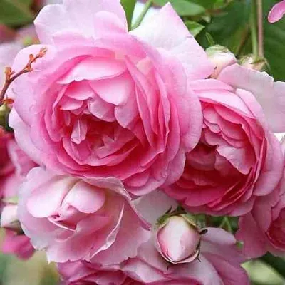 Саженцы роз ЖАСМИНА плетистая  Саженцы роз ЖАСМИНА плетистая в Тамбове