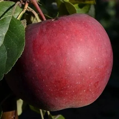 Яблоня БЕЛОРУССКОЕ СЛАДКОЕ в Тамбове