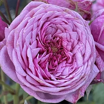 Саженцы роз ДЬЮРАНС АНСЬОН шраб  Саженцы роз ДЬЮРАНС АНСЬОН шраб в Тамбове