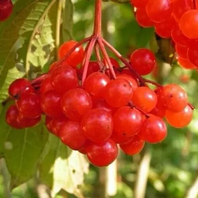 Калина ПАМЯТИ ВАЛЕНТИНЫ  Калина ПАМЯТИ ВАЛЕНТИНЫ в Тамбове