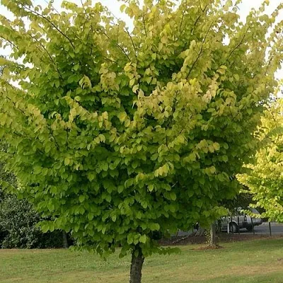 Вяз обыкновенный в Тамбове