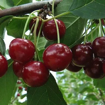 Вишня Память Вавилова Вишня Память Вавилова