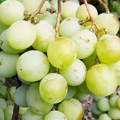 Виноград КЕША МУСКАТ  Виноград КЕША МУСКАТ в Тамбове