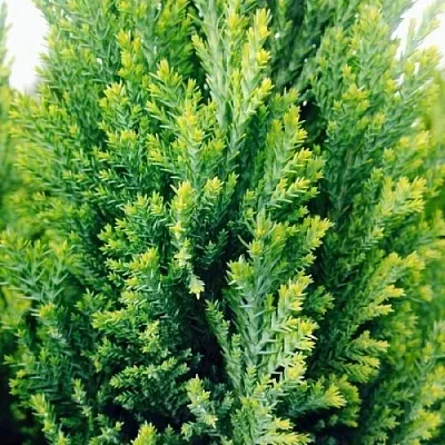 Кипарисовик  Кипарисовик в Тамбове