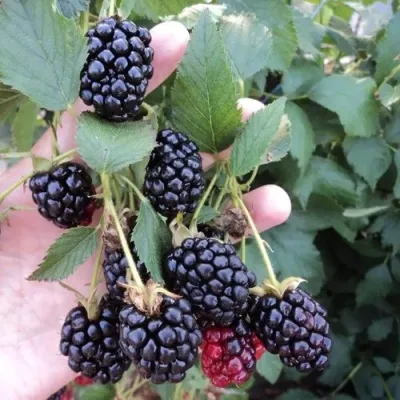 Ежевика ОУАЧИТА бесшипная — описание сорта Ежевика ОУАЧИТА бесшипная в Тамбове