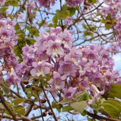 Павлония ПАО ТОГН Z07 в Тамбове