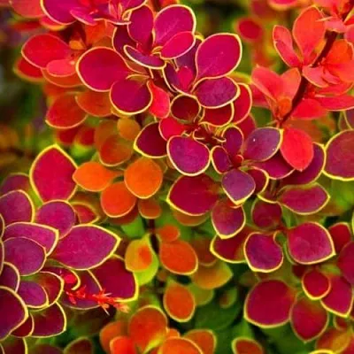 Барбарис ОРАНЖ САНРАЙЗ тунберга в Тамбове