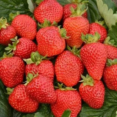 Клубника САН АНДРЕАС ремонтантная  Клубника САН АНДРЕАС ремонтантная в Тамбове