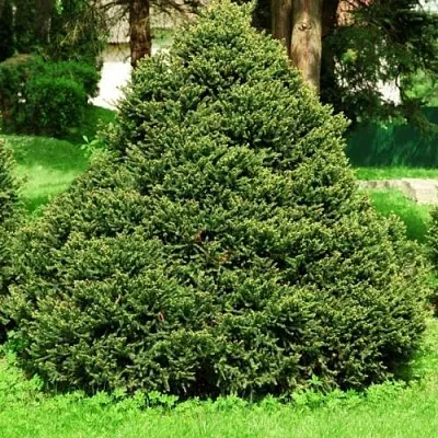 Ель ОЛЕНДОРФИ обыкновенная  Ель ОЛЕНДОРФИ обыкновенная в Тамбове