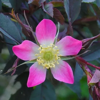 Саженцы роз сизая — описание сорта Саженцы роз сизая в Тамбове