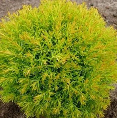 Туя АННИЕК западная в Тамбове