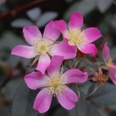 Саженцы роз сизая — описание сорта Саженцы роз сизая в Тамбове