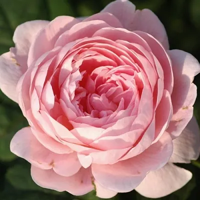 Саженцы роз КУИН ОФ СУИДЕН английская  Саженцы роз КУИН ОФ СУИДЕН английская в Тамбове