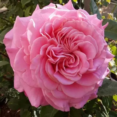 Саженцы роз ЭШЛИ чайно-гибридная — описание сорта Саженцы роз ЭШЛИ чайно-гибридная в Тамбове