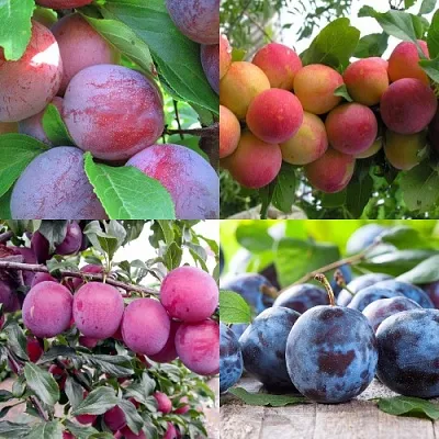 Комплект СЛИВОВЫЙ САД в Тамбове