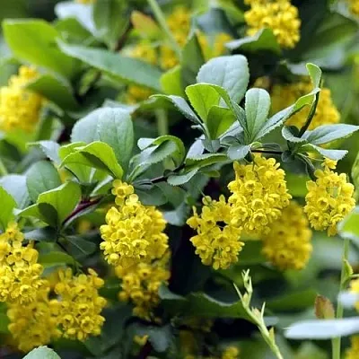 Барбарис корейский  Барбарис корейский в Тамбове