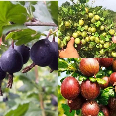 Комплект КРЫЖОВНИК MIX в Тамбове