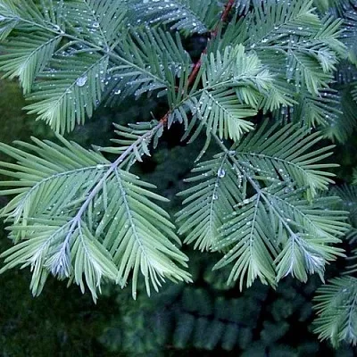 Метасеквойя  Метасеквойя в Тамбове