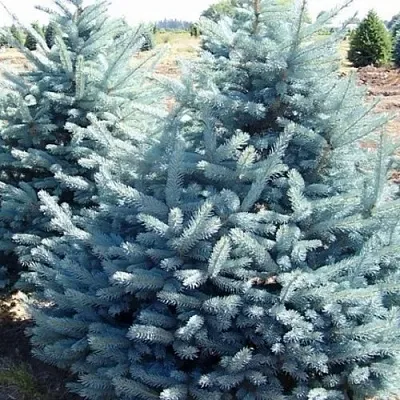 Ель ГЛАУКА колючая  Ель ГЛАУКА колючая в Тамбове