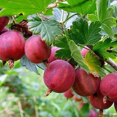 Крыжовник КРАСНОСЛАВЯНСКИЙ  Крыжовник КРАСНОСЛАВЯНСКИЙ в Тамбове