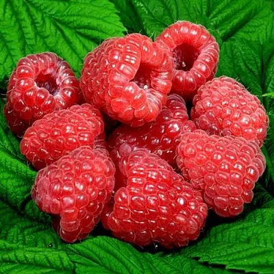 Саженцы малины оптом в Тамбове