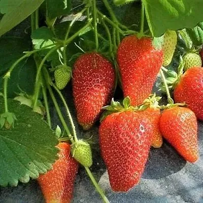 Клубника РОКСАНА  Клубника РОКСАНА в Тамбове