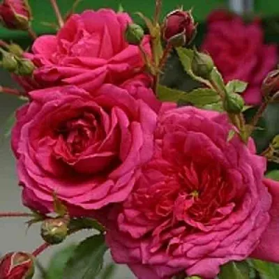 Саженцы роз ЛАГУНА плетистая  Саженцы роз ЛАГУНА плетистая в Тамбове