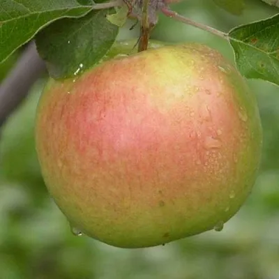 Яблоня БРЯНСКОЕ ЗОЛОТИСТОЕ в Тамбове