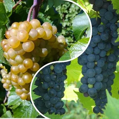 Комплект ИНЬ-ЯНЬ в Тамбове