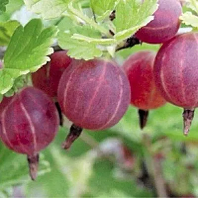 Крыжовник РАВОЛТ  Крыжовник РАВОЛТ в Тамбове