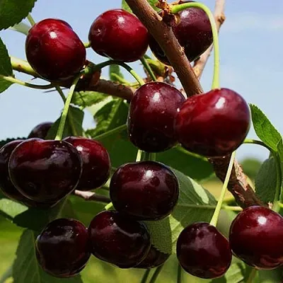 Вишня РОВЕСНИЦА  Вишня РОВЕСНИЦА в Тамбове